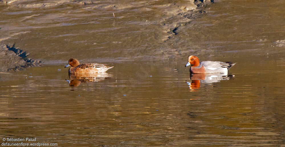 Canard siffleur adulte