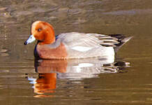 Canard siffleur