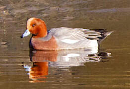 Eurasian Wigeon