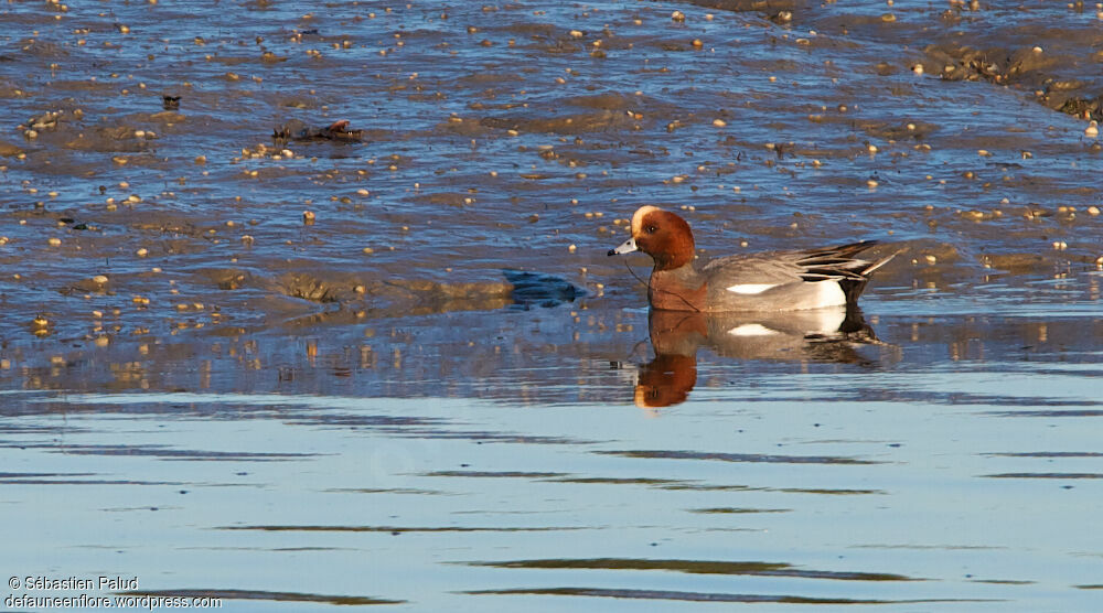 Canard siffleur mâle adulte