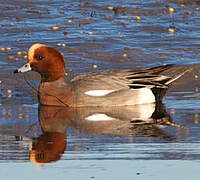 Eurasian Wigeon