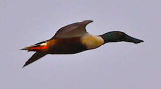 Northern Shoveler