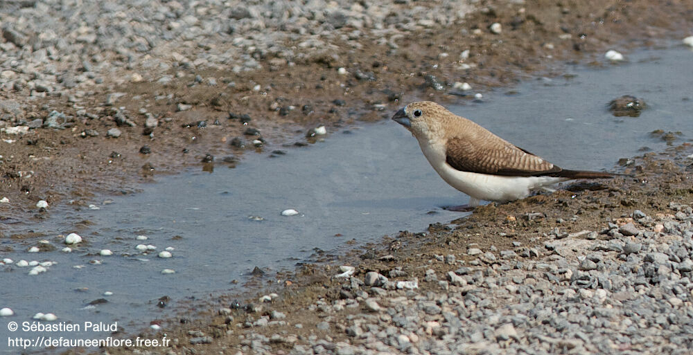 African Silverbill