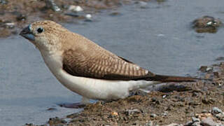 African Silverbill