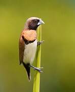 Chestnut-breasted Mannikin