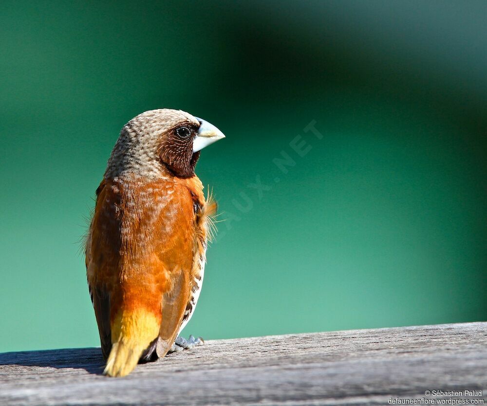 Chestnut-breasted Mannikin