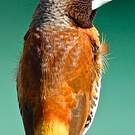 Capucin donacole