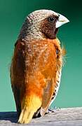 Chestnut-breasted Mannikin