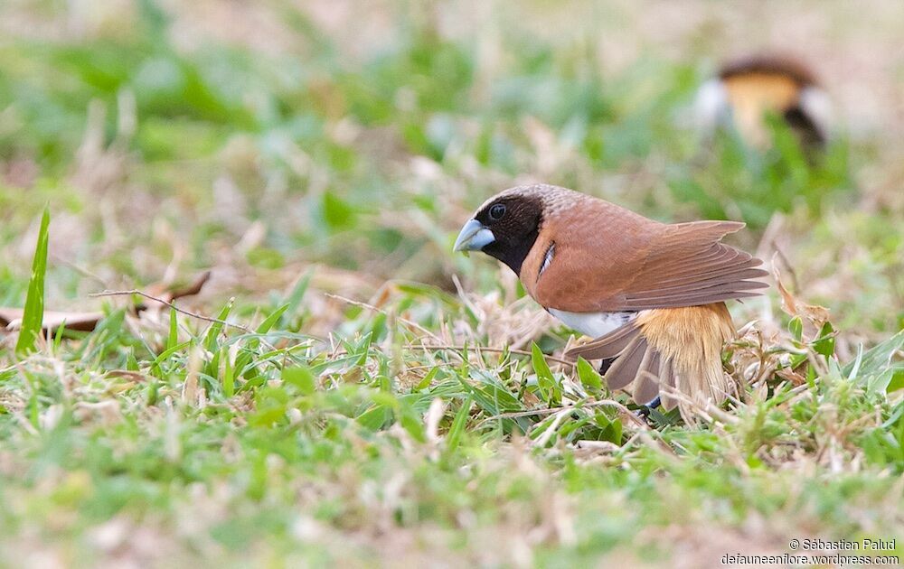 Chestnut-breasted Mannikin