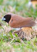 Chestnut-breasted Mannikin