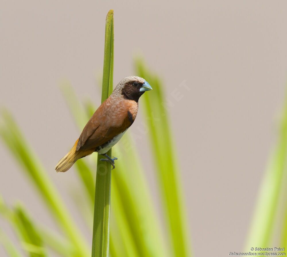 Chestnut-breasted Mannikin