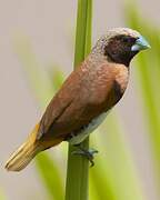 Chestnut-breasted Mannikin