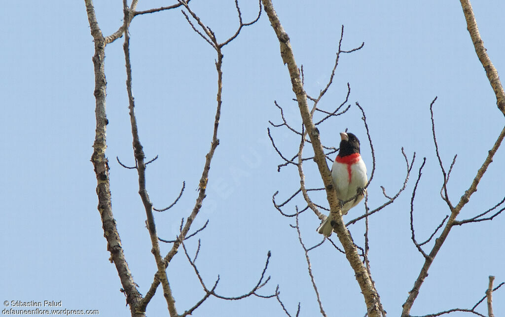 Rose-breasted Grosbeak male adult breeding, identification