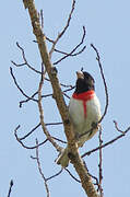 Rose-breasted Grosbeak