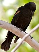 Red-winged Blackbird