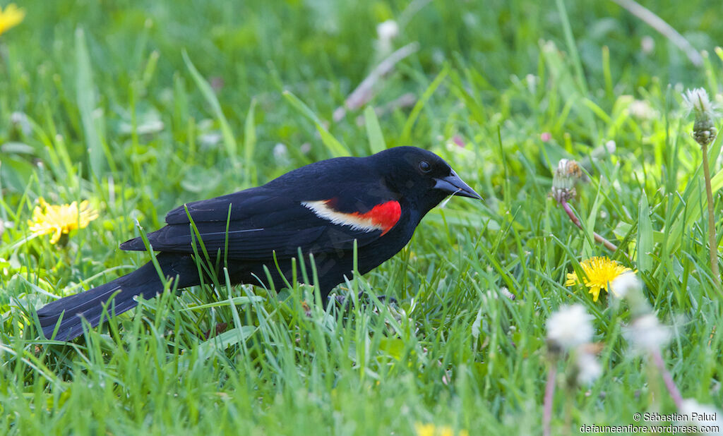 Carouge à épaulettes mâle adulte, identification