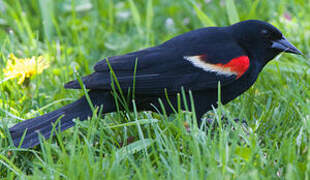 Red-winged Blackbird