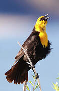 Yellow-headed Blackbird