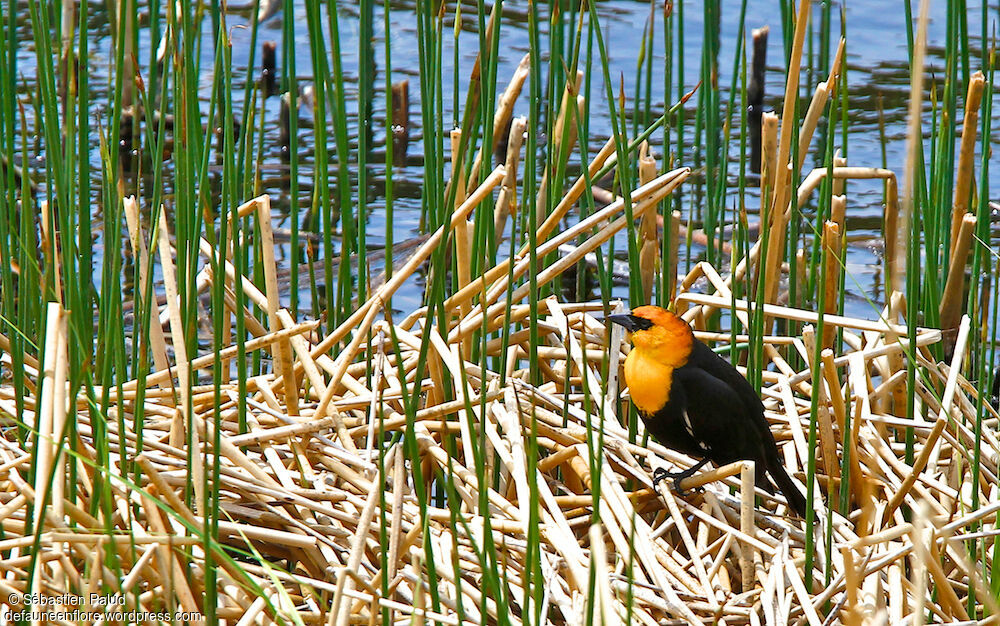 Yellow-headed Blackbird male adult