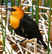 Yellow-headed Blackbird