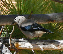 Clark's Nutcracker