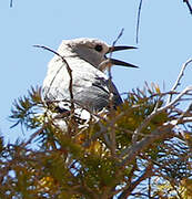 Clark's Nutcracker