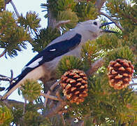 Clark's Nutcracker