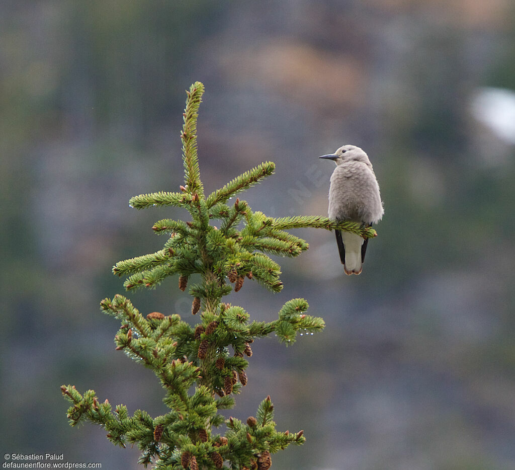 Clark's Nutcrackeradult, identification