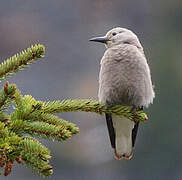 Clark's Nutcracker