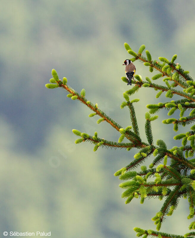 European Goldfinch