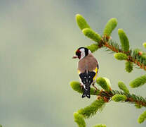 European Goldfinch