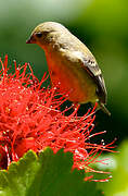 Lesser Goldfinch