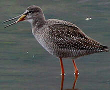 Spotted Redshank