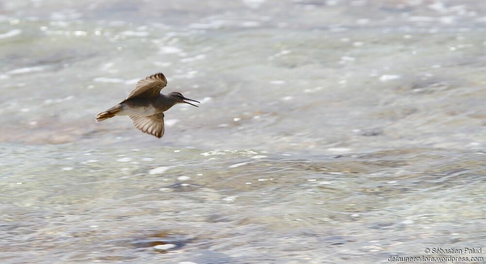 Wandering Tattler