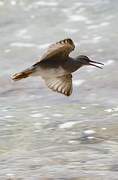 Wandering Tattler