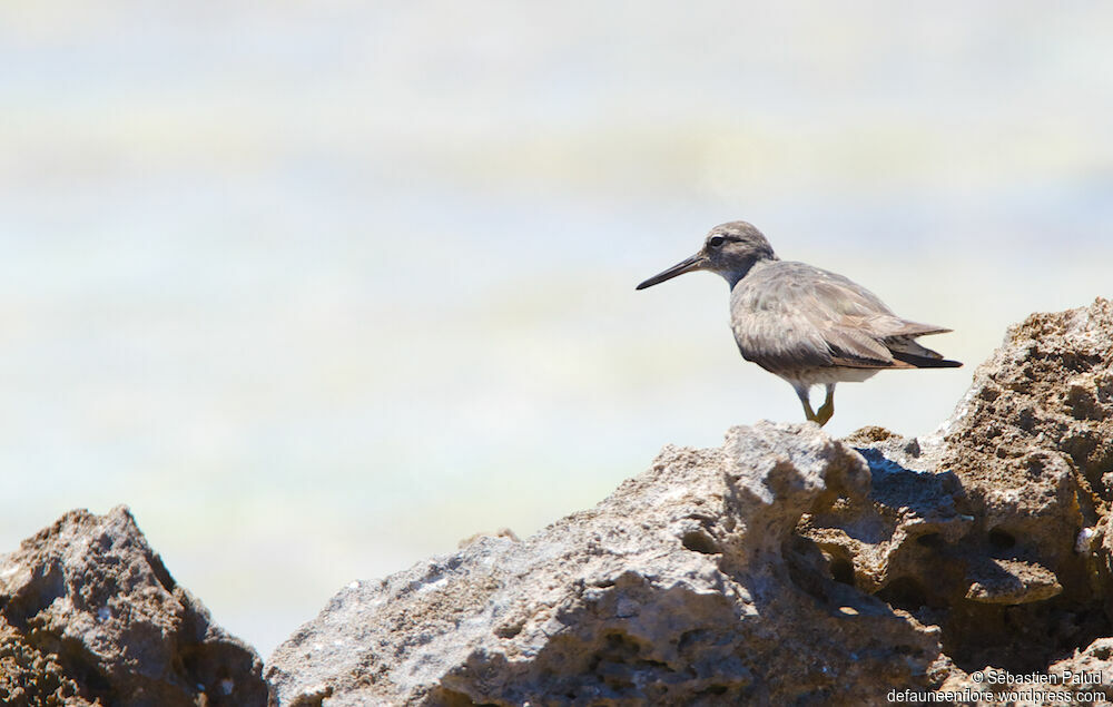 Wandering Tattler