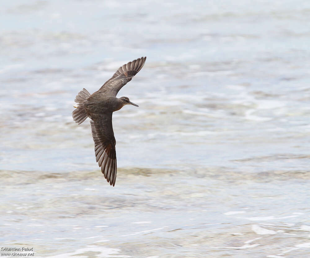 Wandering Tattler, Flight