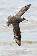 Wandering Tattler