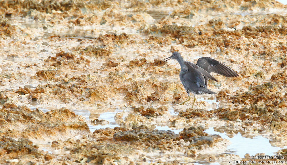 Wandering Tattleradult breeding