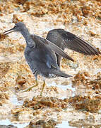 Wandering Tattler