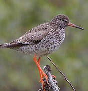 Common Redshank