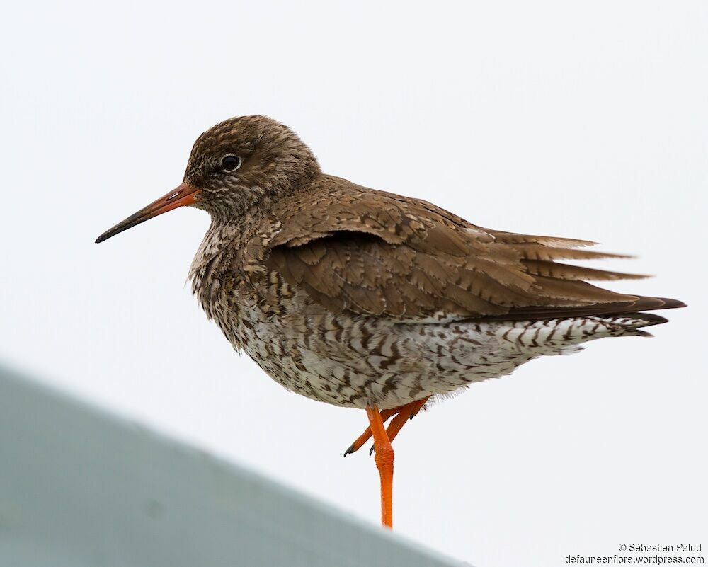 Common Redshank