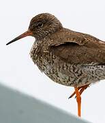 Common Redshank