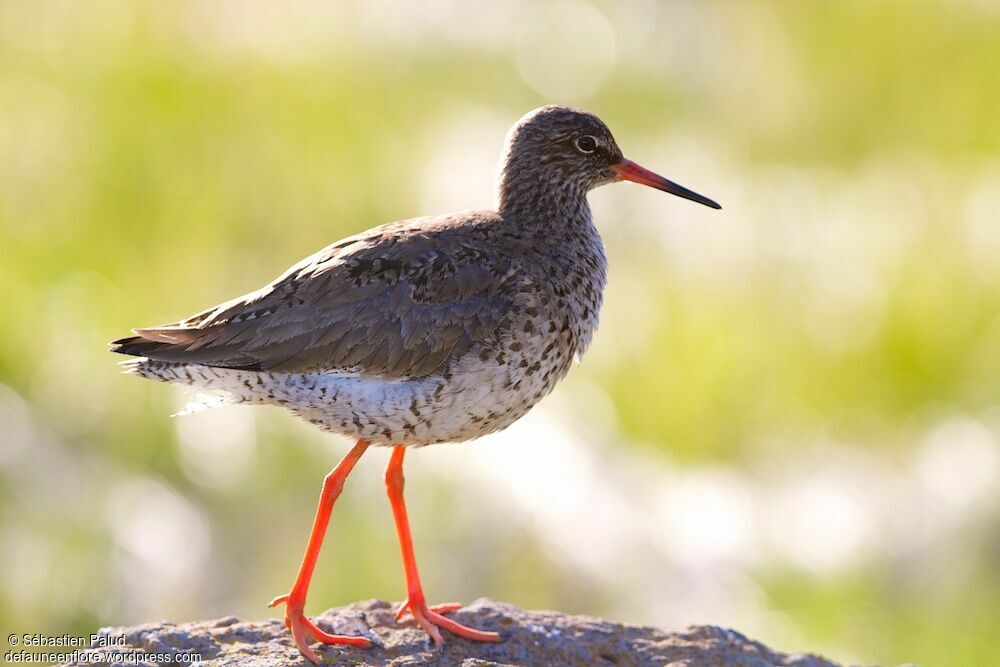 Common Redshankadult breeding