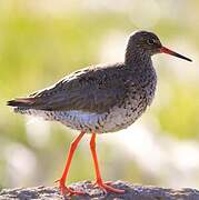 Common Redshank