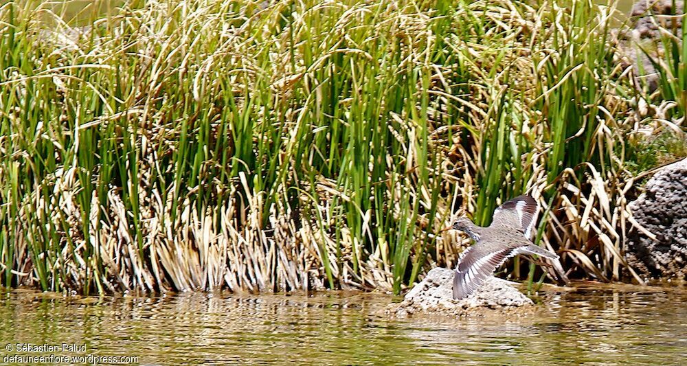 Spotted Sandpiper