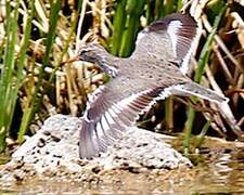 Spotted Sandpiper