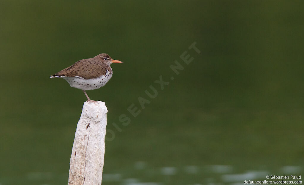 Spotted Sandpiperadult breeding, identification