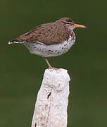 Spotted Sandpiper