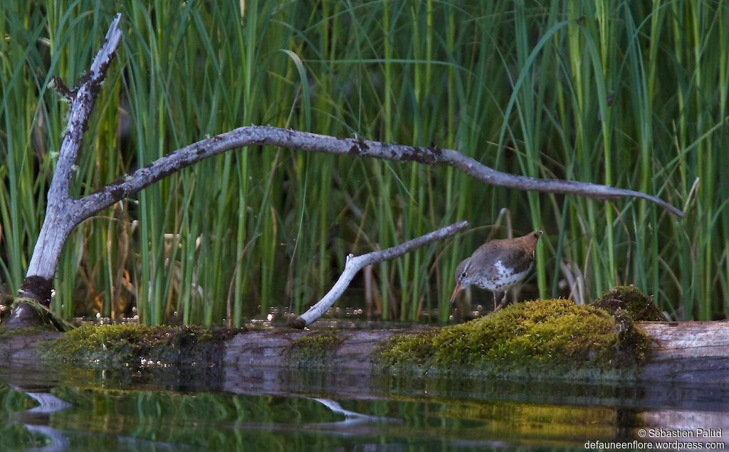 Spotted Sandpiperadult breeding